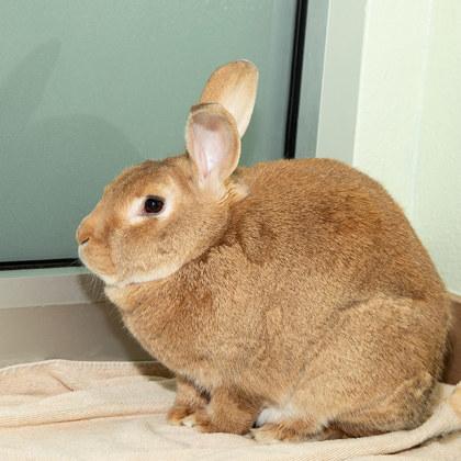 Theo, Adoptable, Adult Male New Zealand & Bunny Rabbit.