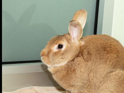 Theo, a Adoptable mixed breed in Longmont, CO image 2/2