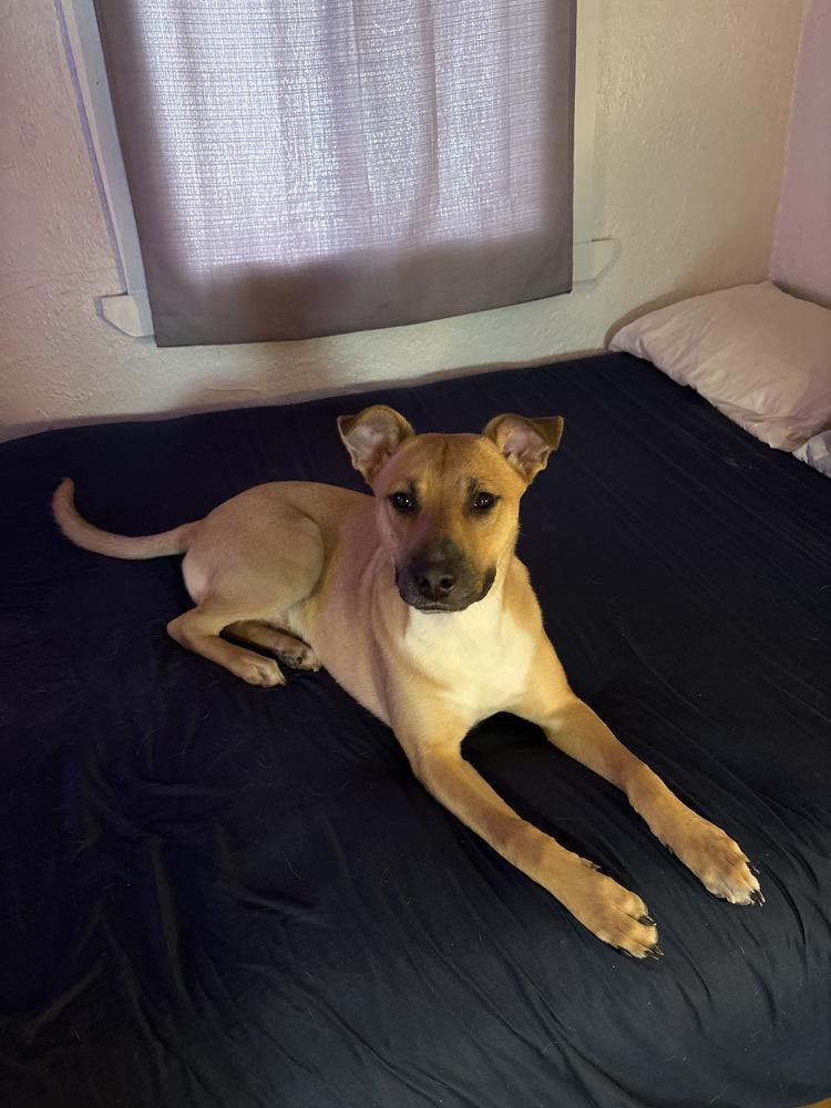 Buzzer, Adoptable, Young Male German Shepherd Dog.