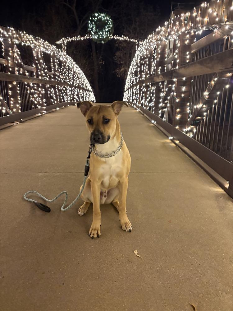 Enlarge Buzzer, a Adoptable mixed breed in Parker, CO image 2/4