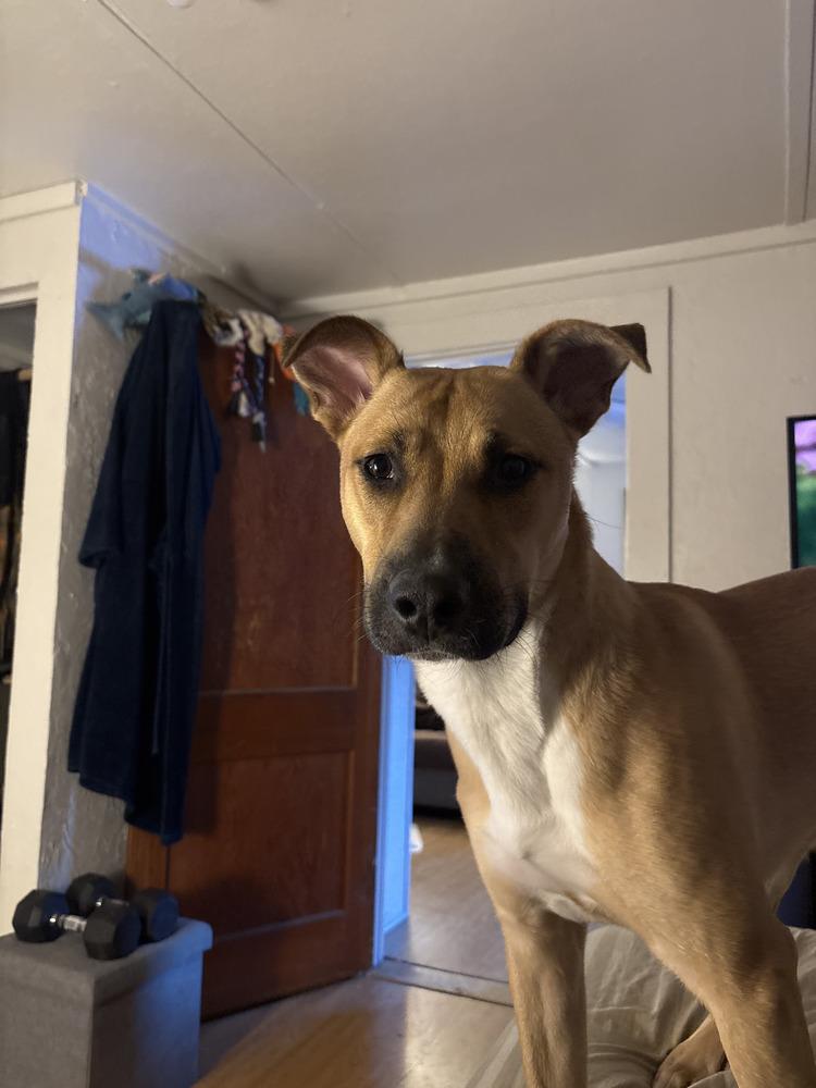 Enlarge Buzzer, a Adoptable mixed breed in Parker, CO image 3/4