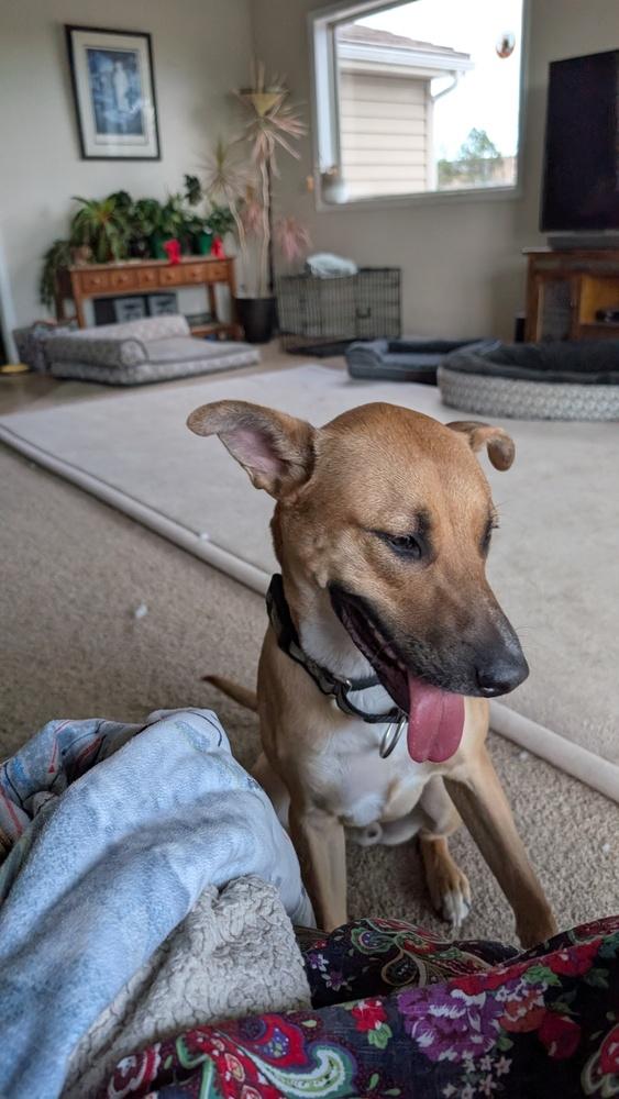 Enlarge Buzzer, a Adoptable mixed breed in Parker, CO image 4/4