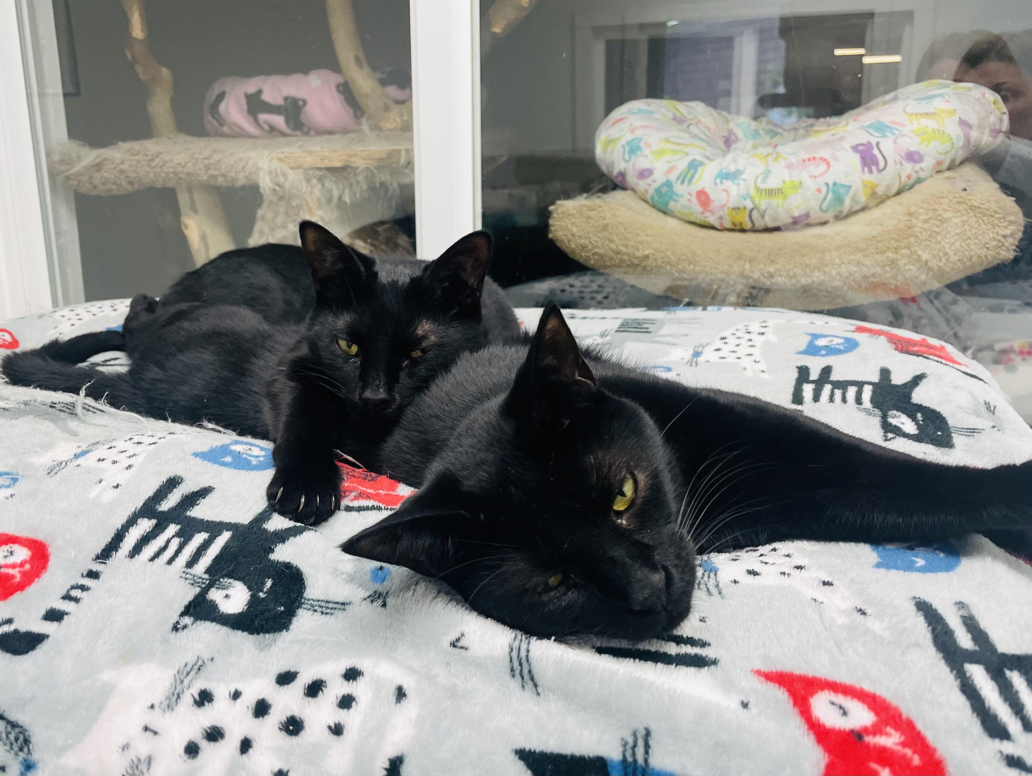 Enlarge Inky & Boo, a Adoptable Domestic Short Hair in Cincinnati, OH image 5/6