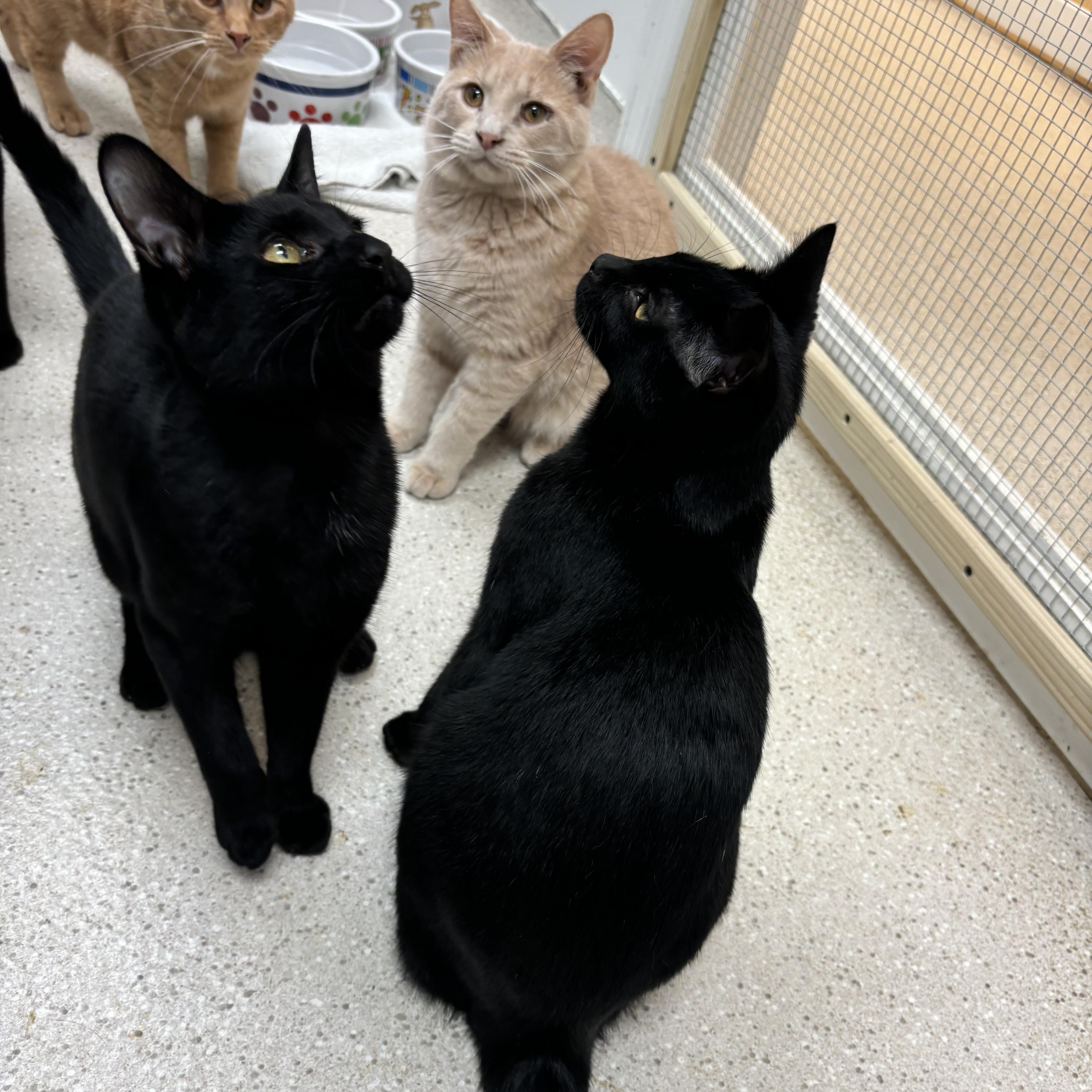 Inky & Boo, Adoptable, Young Male Domestic Short Hair.