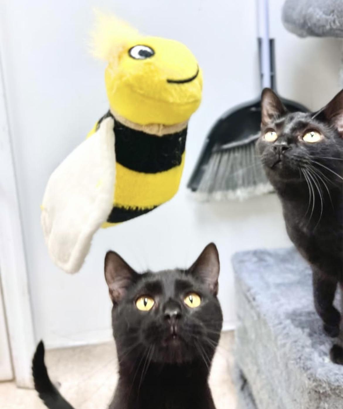 Inky & Boo, a Adoptable Domestic Short Hair image 2/6