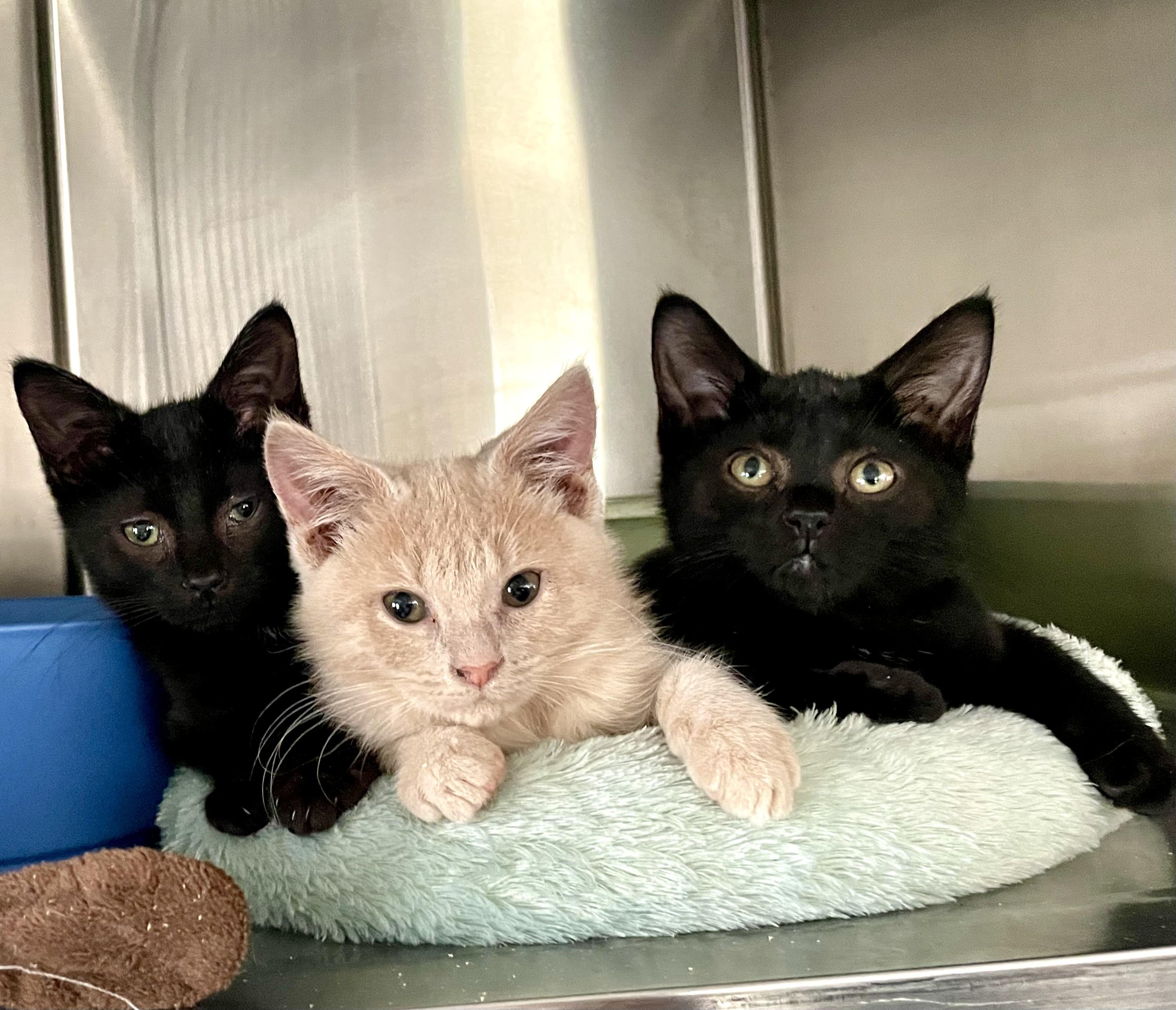 Inky & Boo, a Adoptable Domestic Short Hair image 5/6