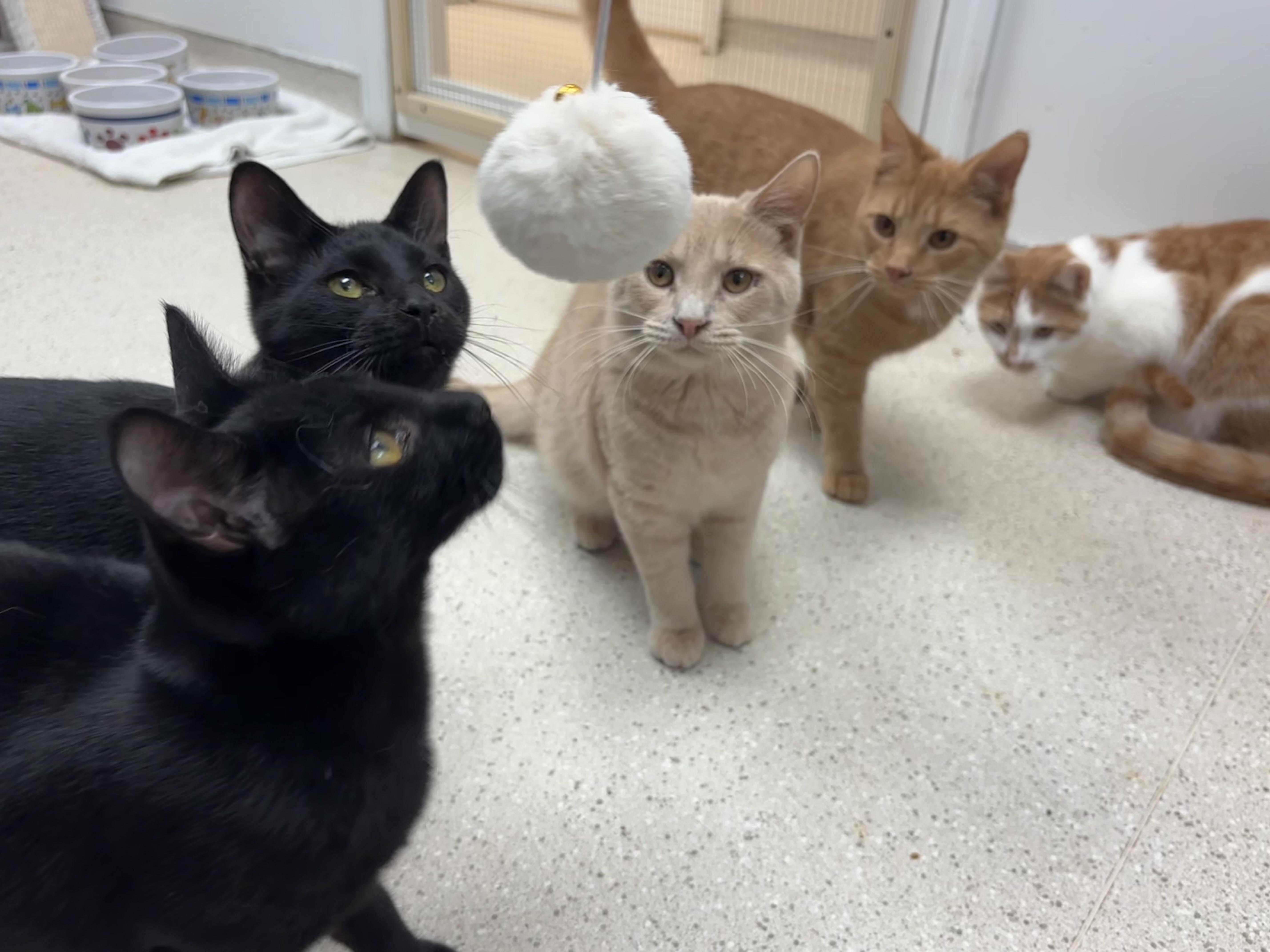 Inky & Boo, a Adoptable Domestic Short Hair image 6/6