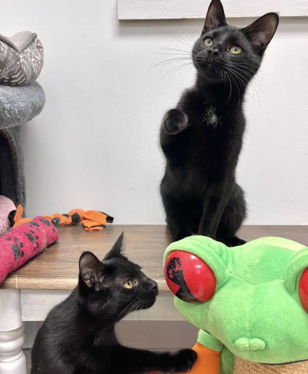 Inky & Boo, Young Male Domestic Short Hair