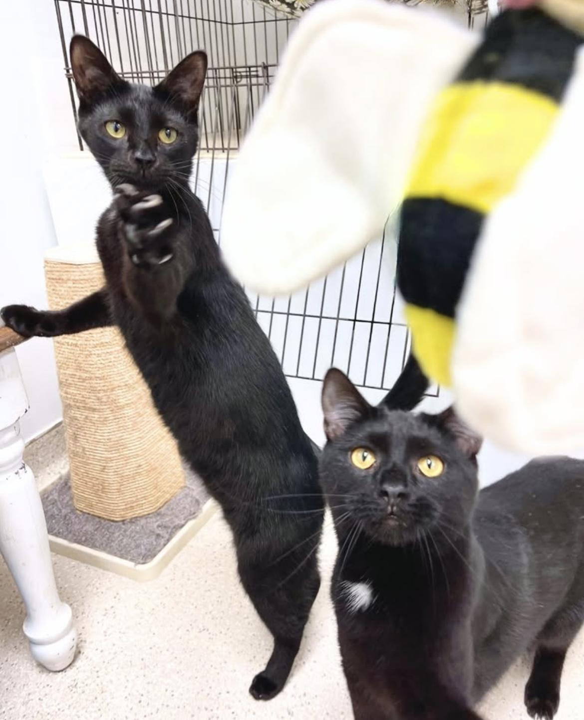 Inky & Boo, Adoptable, Young Male Domestic Short Hair.