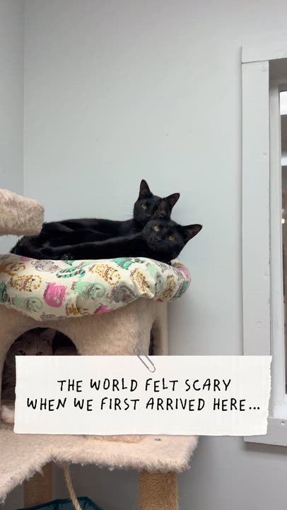 Enlarge Inky & Boo, a Adoptable Domestic Short Hair in Cincinnati, OH video 6/6