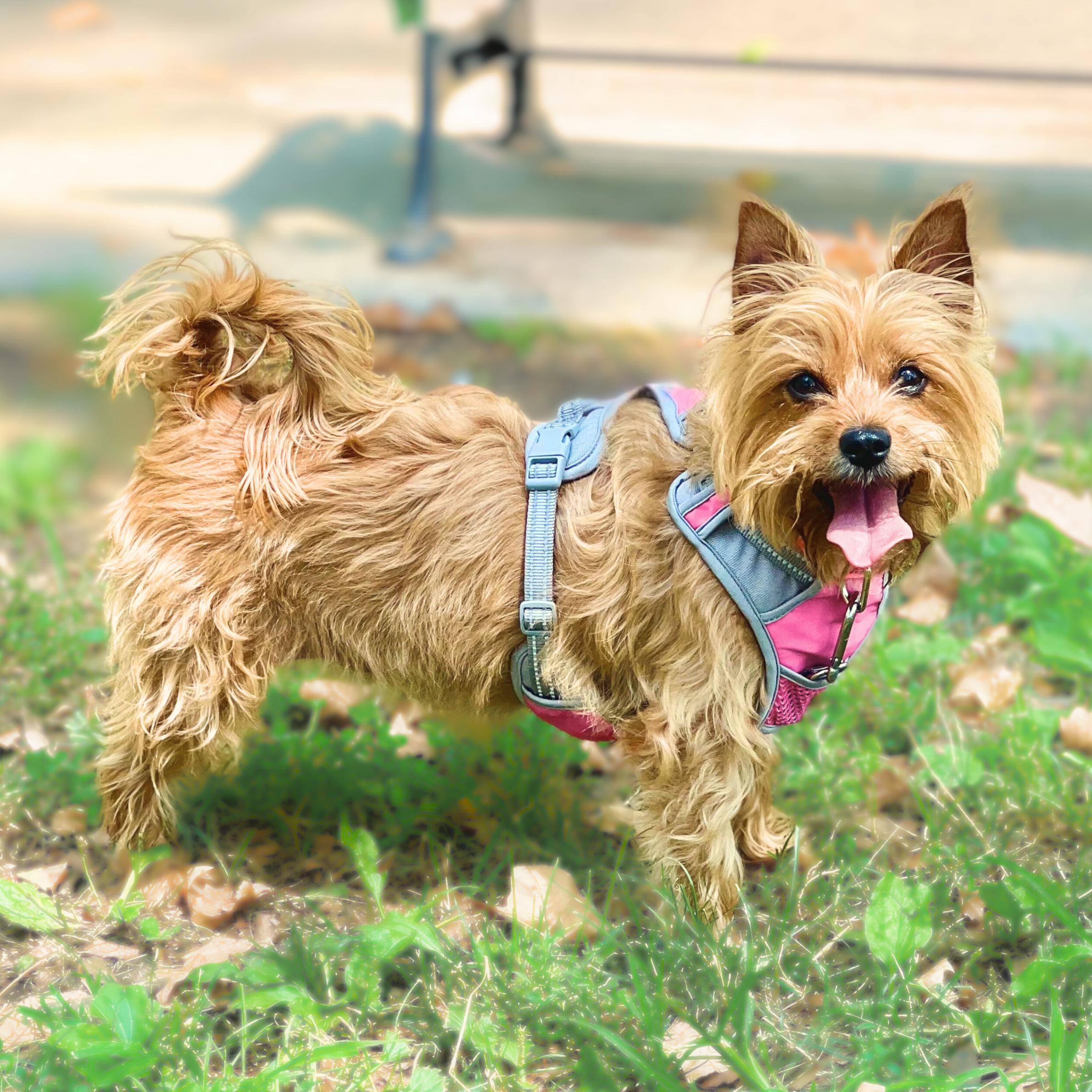 Lucifer, an adoptable Morkie in Harrison, NY, 10528 | Photo Image 2