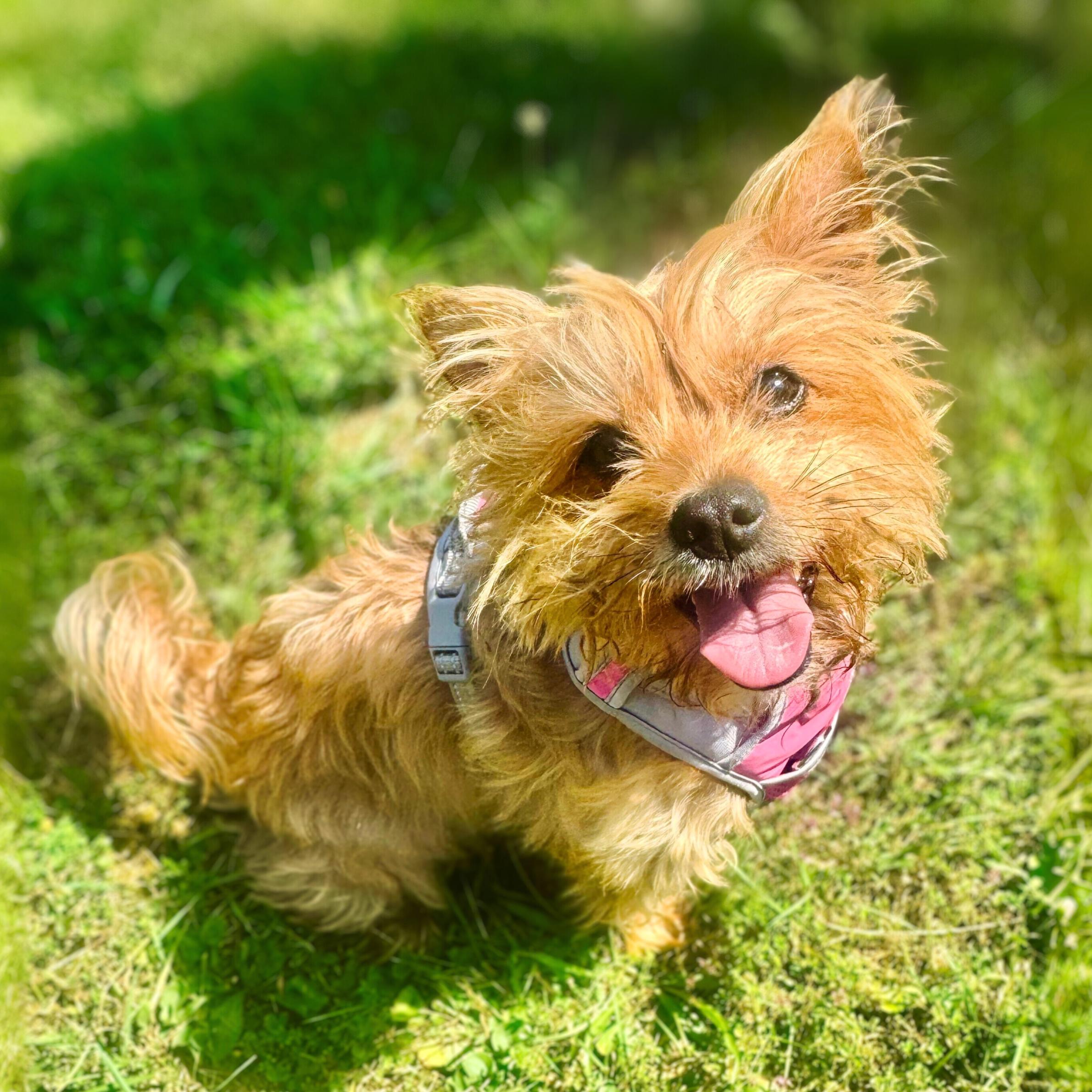 Lucifer, an adoptable Morkie in Harrison, NY, 10528 | Photo Image 4
