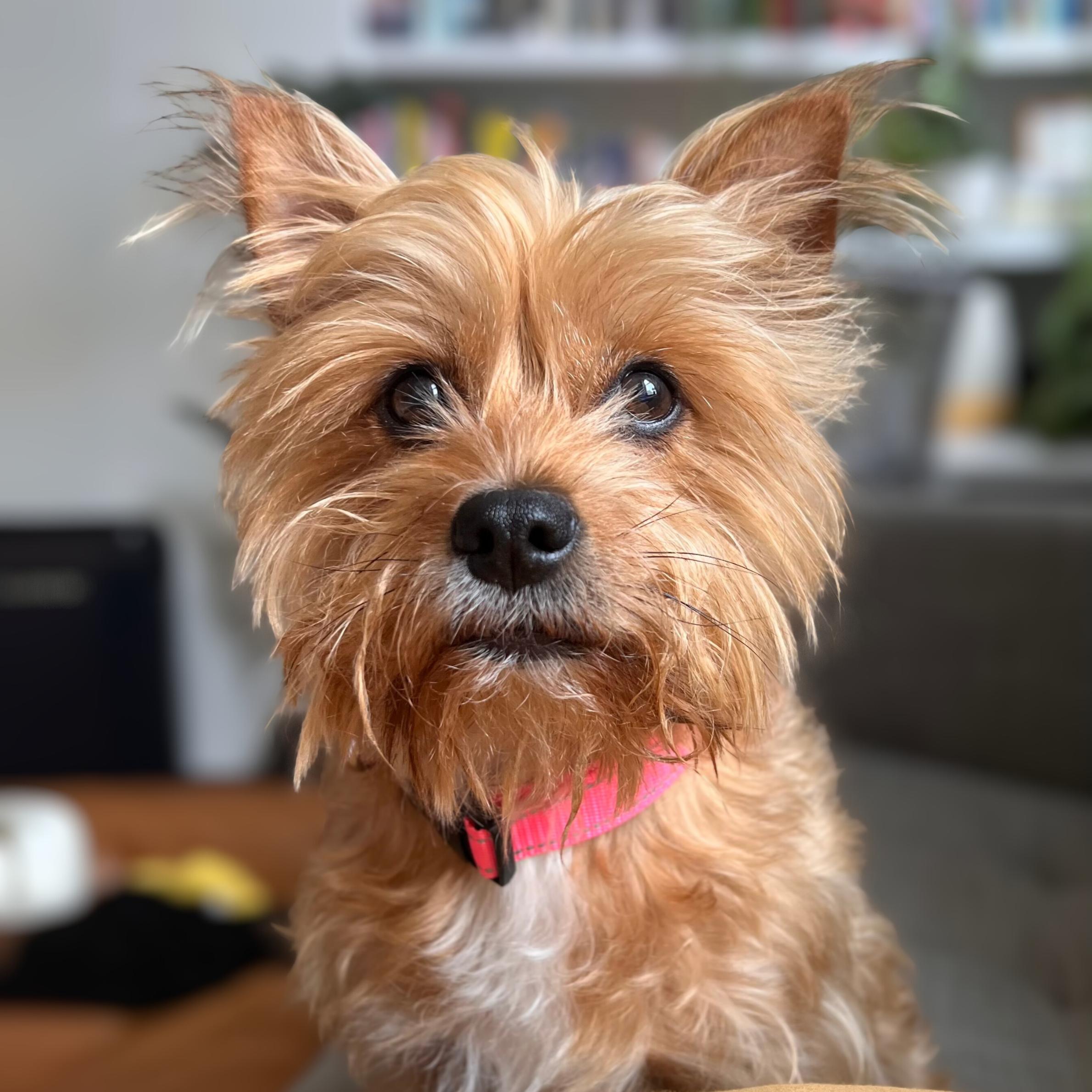 Lucifer, an adoptable Morkie in Harrison, NY, 10528 | Photo Image 1