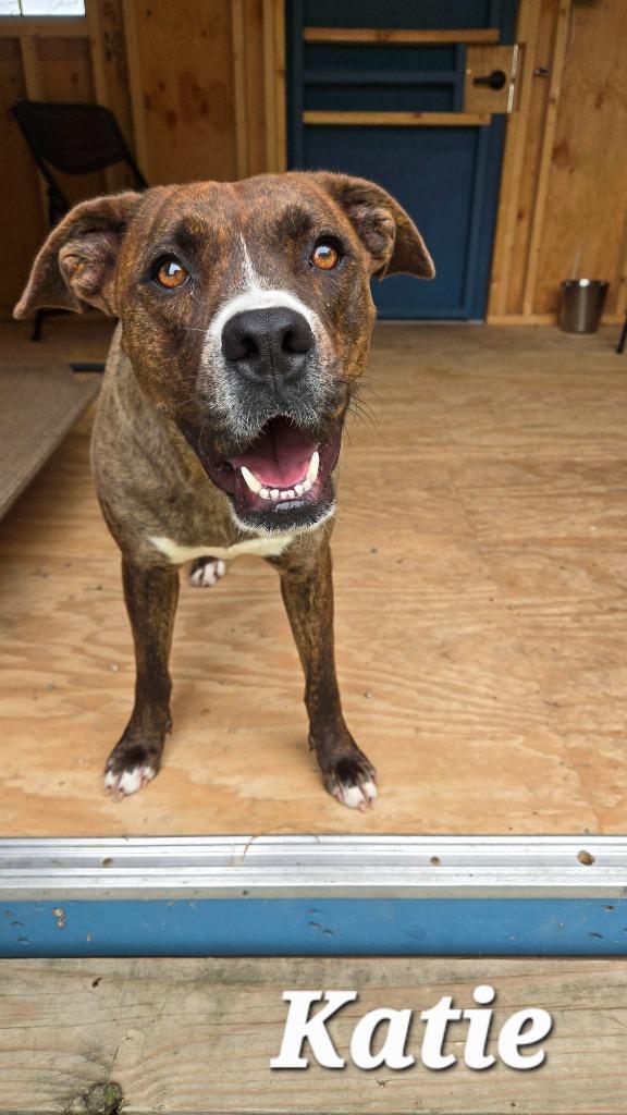 Katie Yrly 213, Adoptable, Young Female Boxer & Pit Bull Terrier.