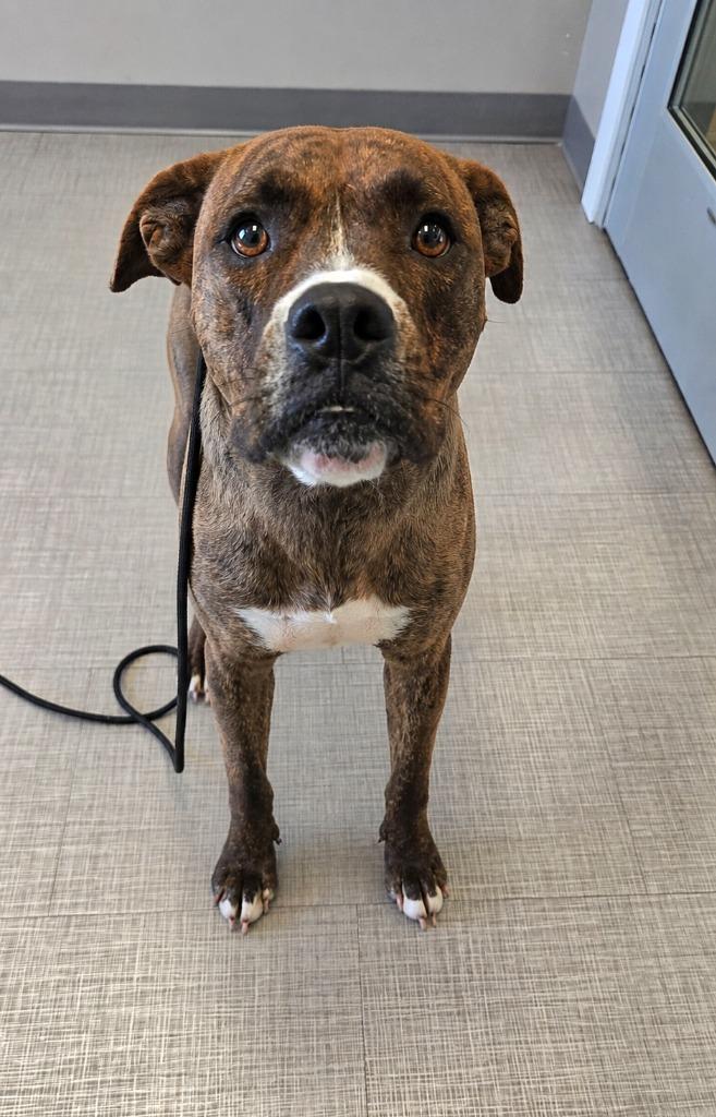 Katie Yrly 213, a Adoptable mixed breed in Sidney, OH image 2/4