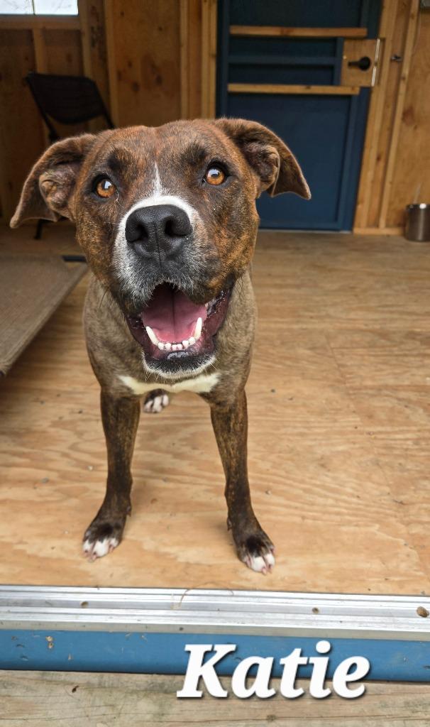 Katie Yrly 213, a Adoptable mixed breed in Sidney, OH image 3/4