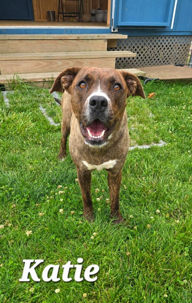 Katie Yrly 213, a Adoptable mixed breed in Sidney, OH image 4/4