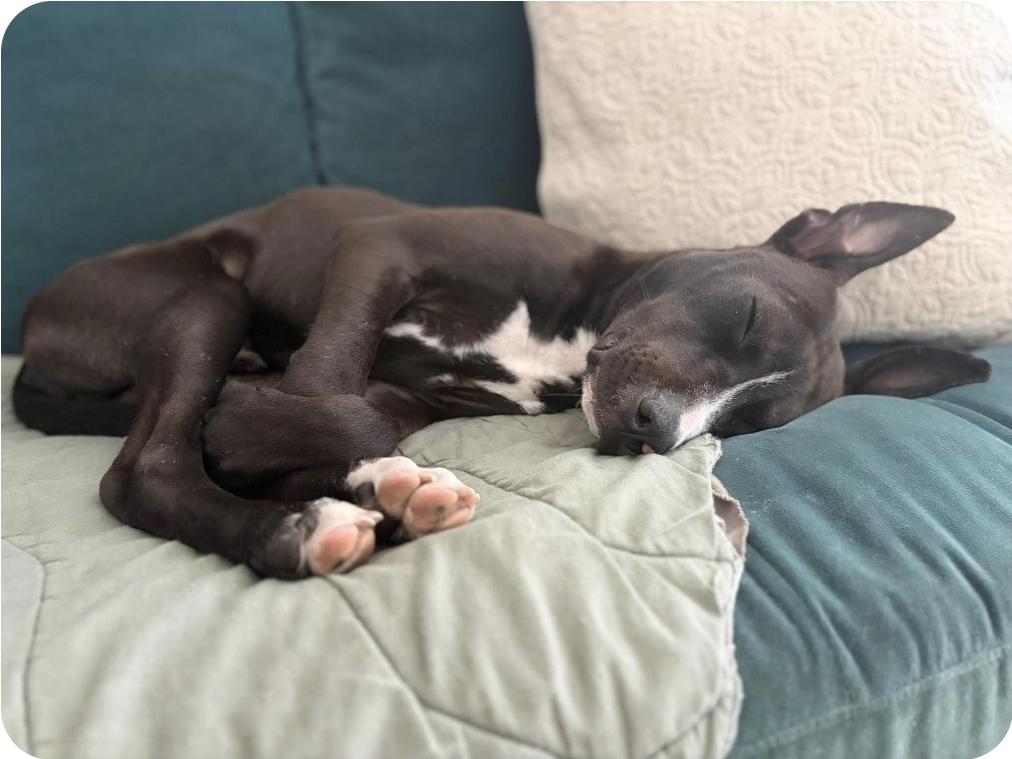 Enlarge Forrest, a Adopted mixed breed in Melbourne , FL image 4/6