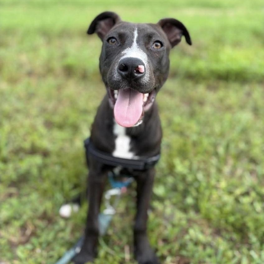 Forrest, Adopted, Young Male Staffordshire Bull Terrier.