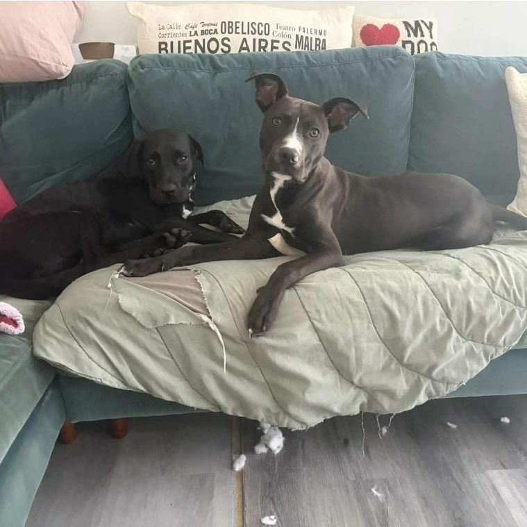 Enlarge Forrest, a Adopted mixed breed in Melbourne , FL image 6/6