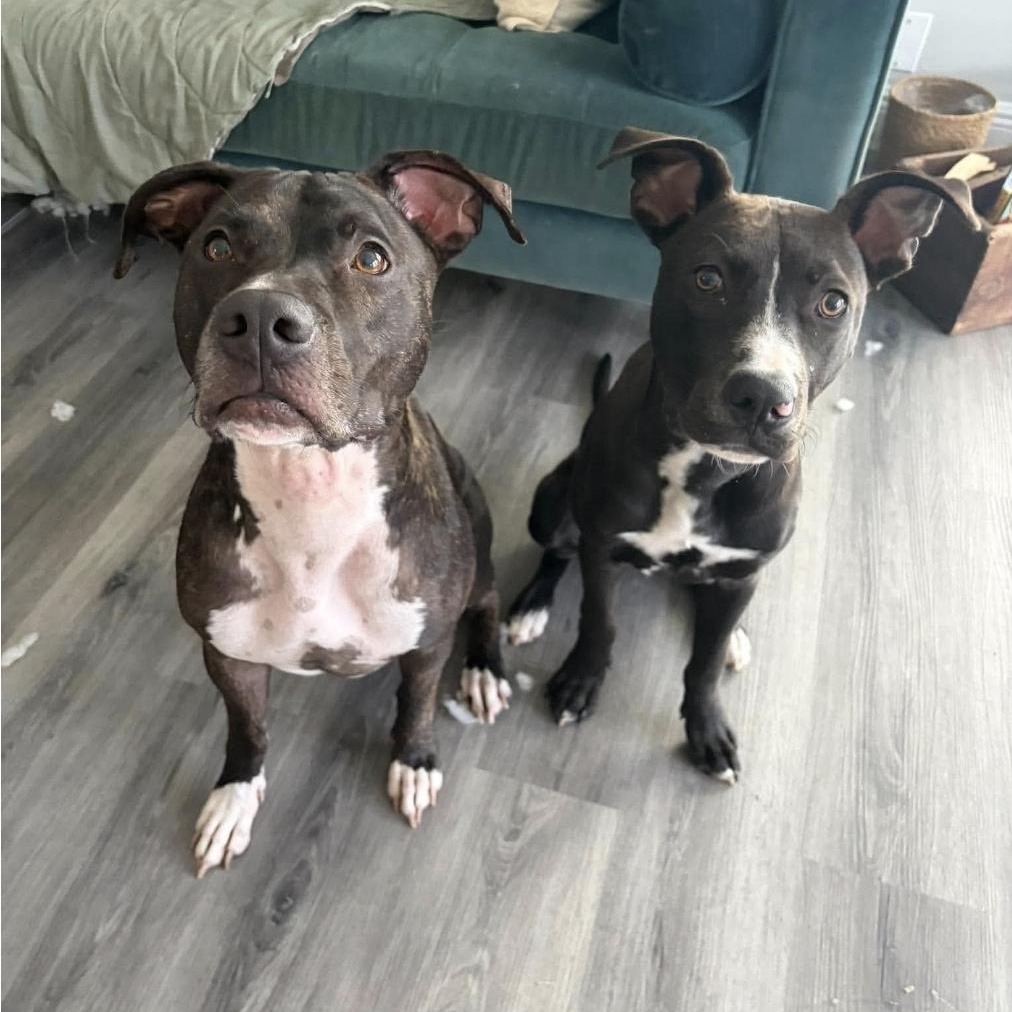 Enlarge Forrest, a Adopted mixed breed in Melbourne , FL image 2/6