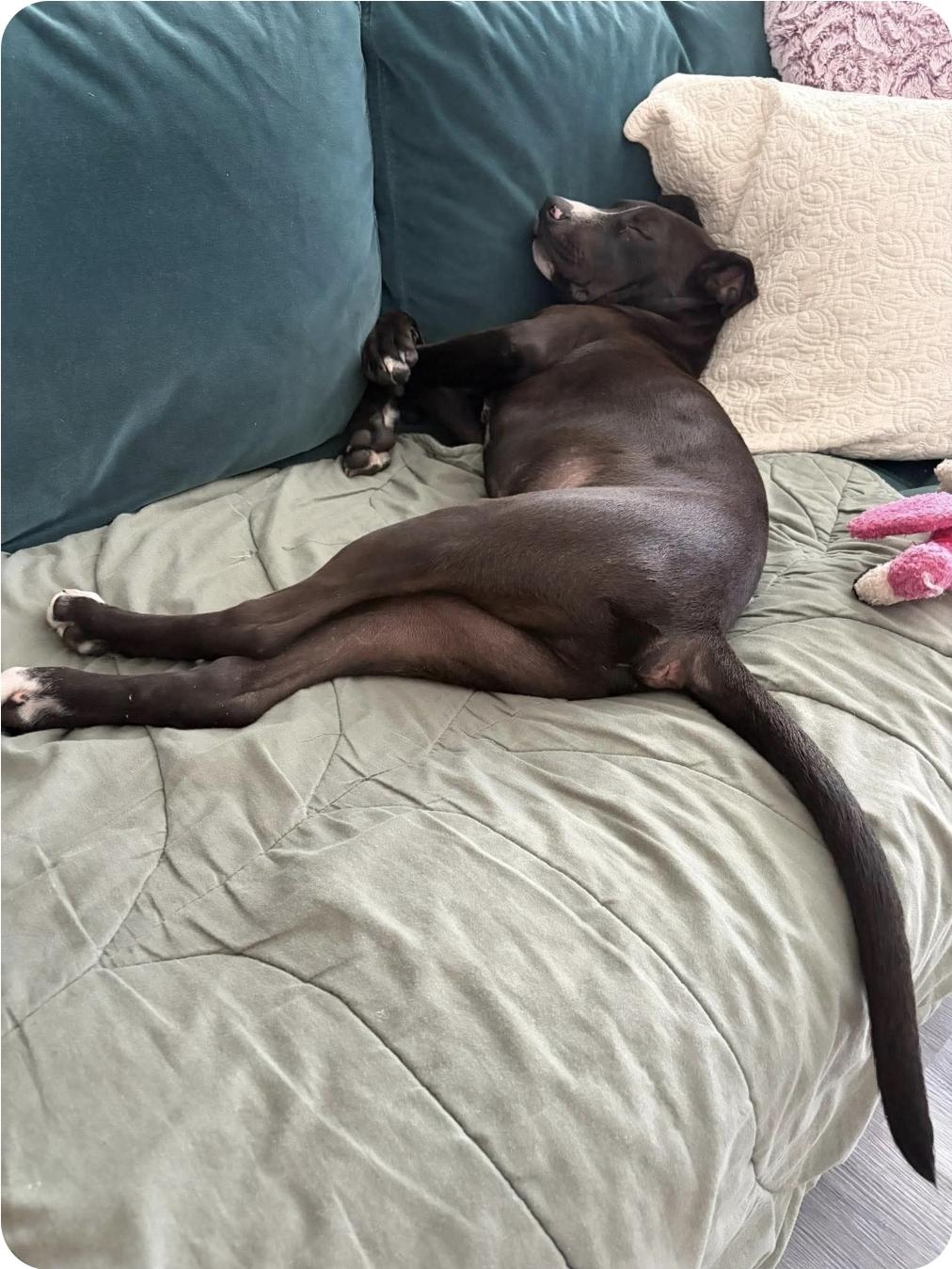 Enlarge Forrest, a Adopted mixed breed in Melbourne , FL image 3/6