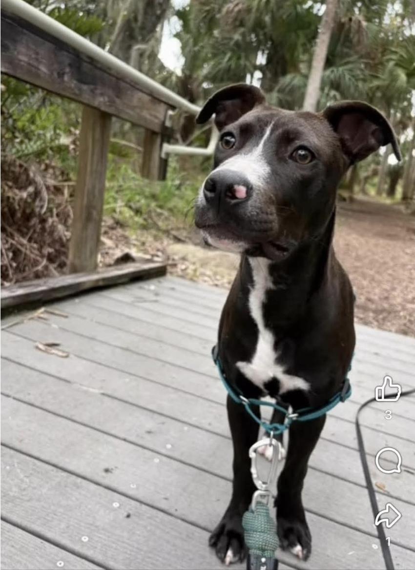 Enlarge Forrest, a Adopted mixed breed in Melbourne , FL image 5/6