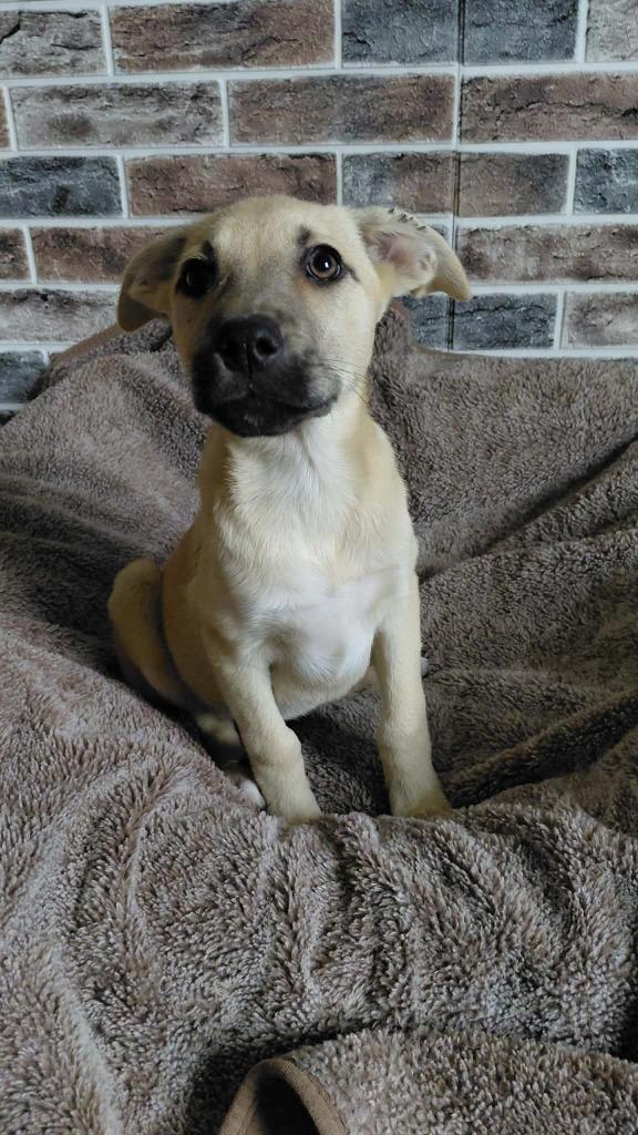 Laurel, Adoptable, Puppy Female Mixed Breed.