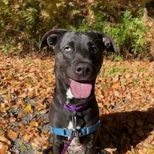 Enlarge Marla, a Adoptable mixed breed in Honesdale, PA image 1/3