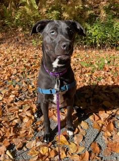Enlarge Marla, a Adoptable mixed breed in Honesdale, PA image 2/3