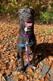Enlarge Marla, a Adoptable mixed breed in Honesdale, PA image 3/3