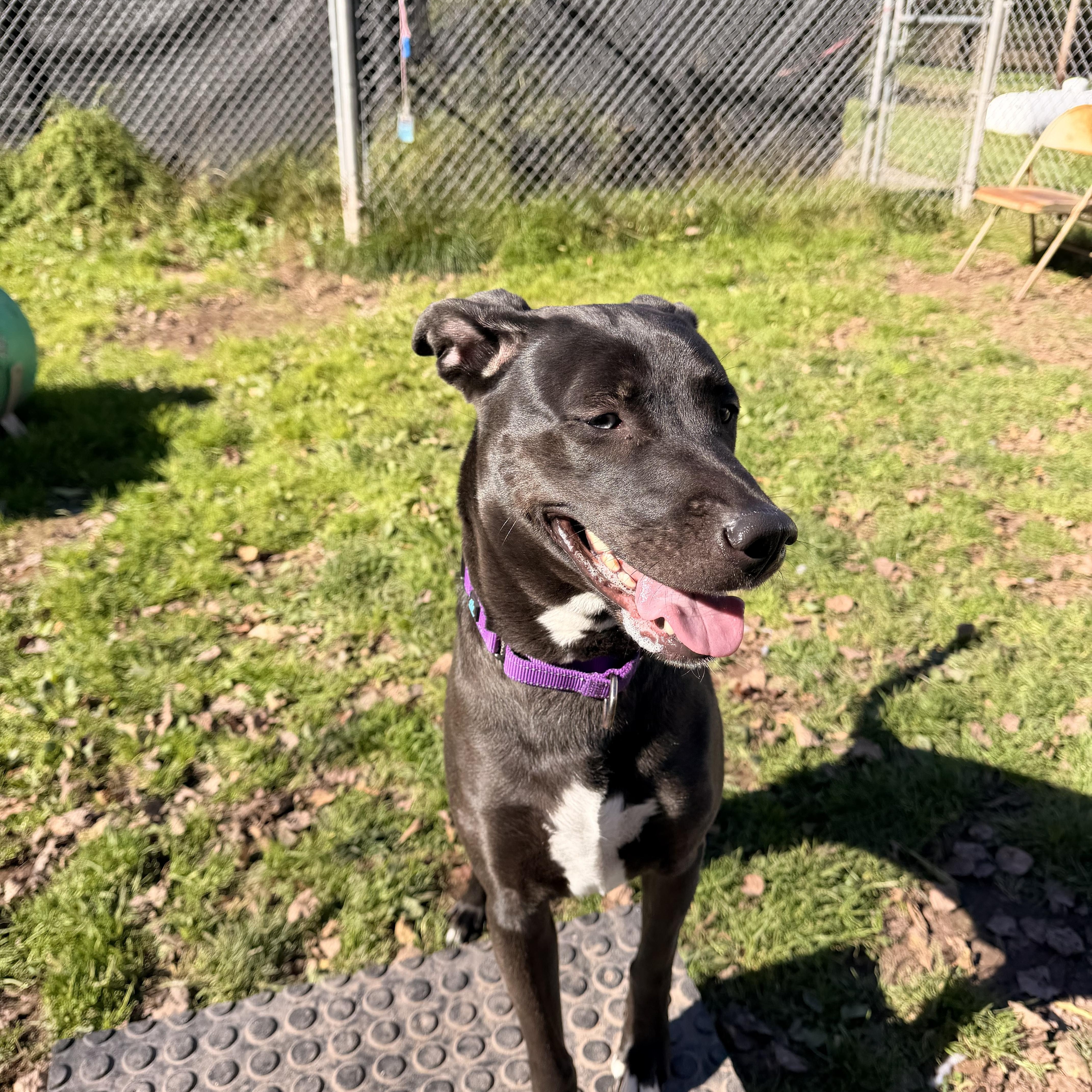 Marla, Adoptable, Adult Female Mixed Breed & Labrador Retriever.