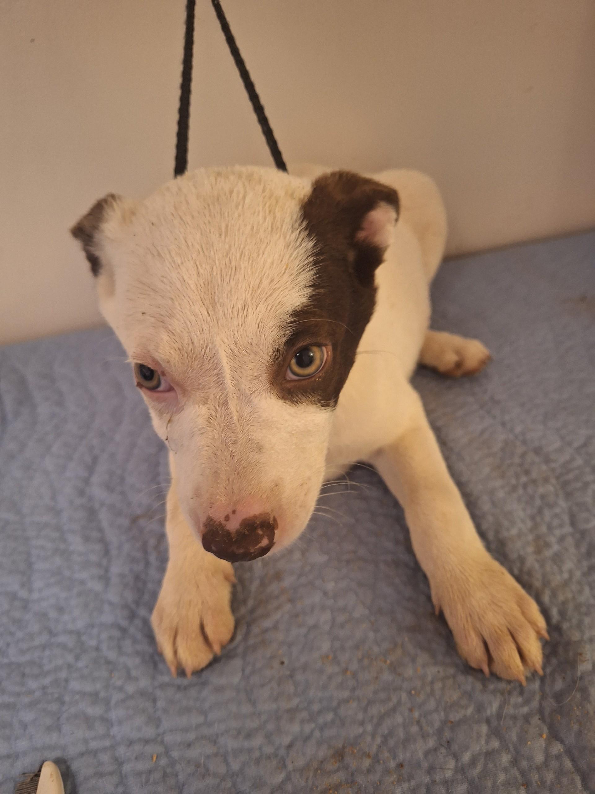 Enlarge Darcy, an adopted mixed breed in Melbourne, AR image 1/1