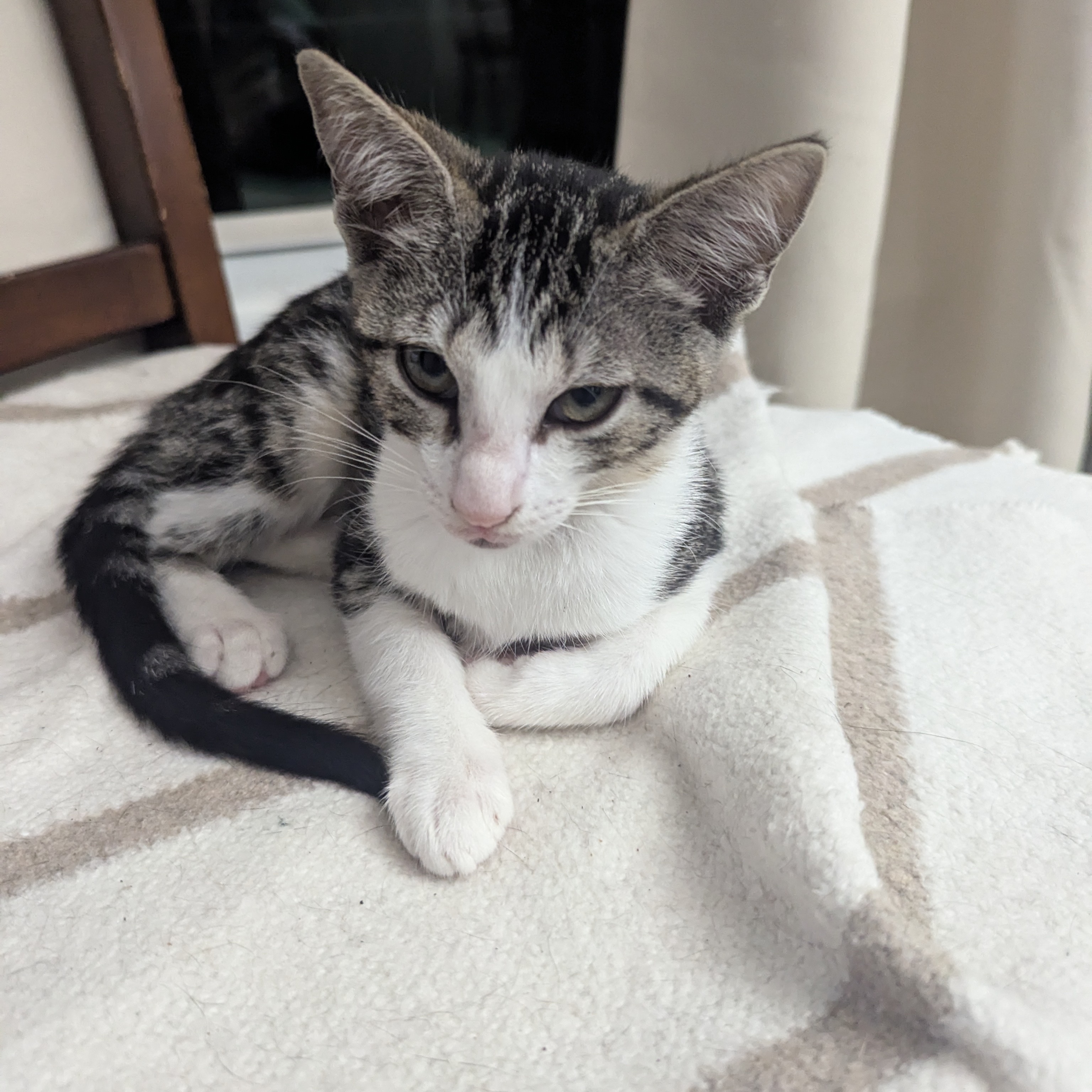 Miss Kitty Fantastico, a Adoptable Domestic Short Hair in Schertz, TX image 4/4