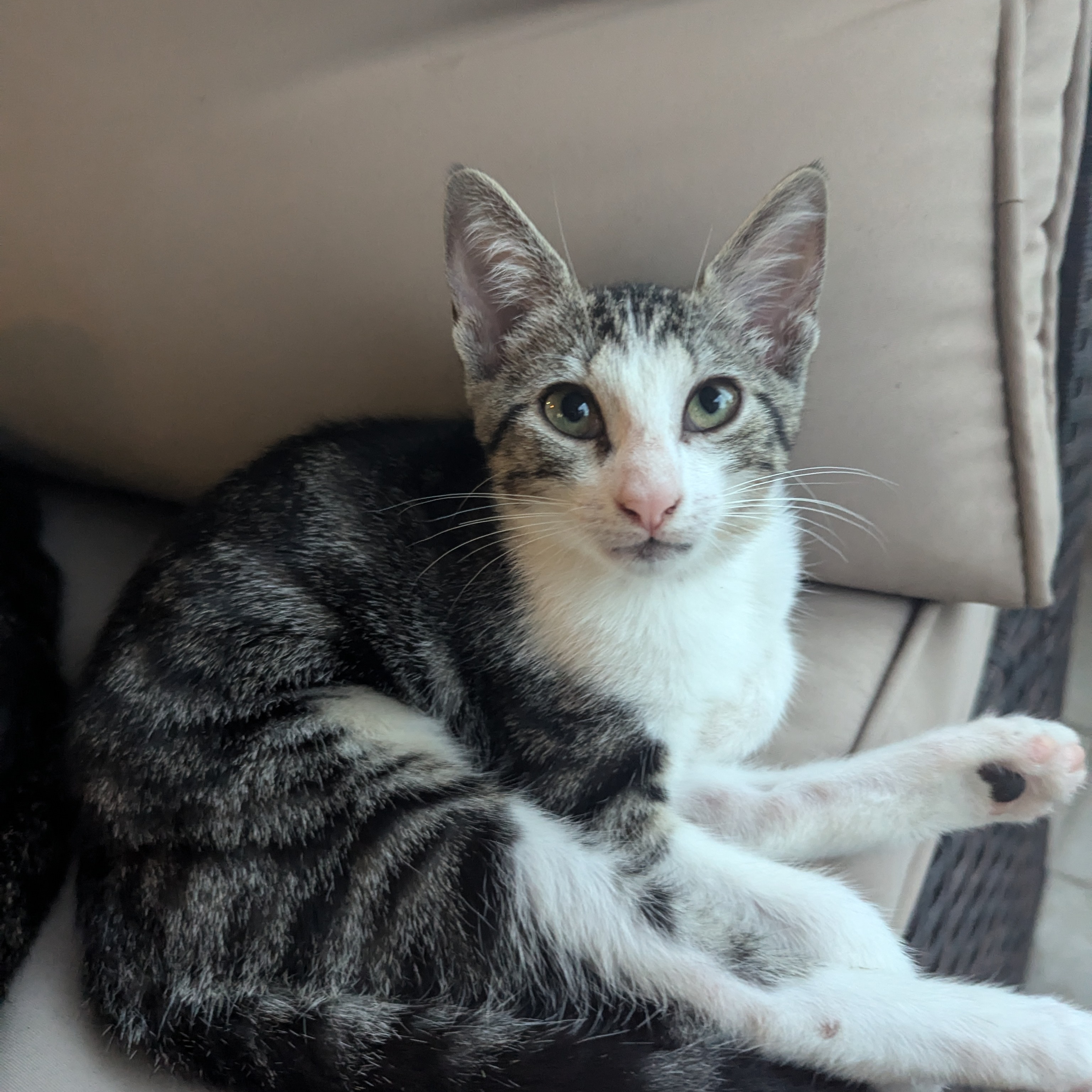 Miss Kitty Fantastico, a Adoptable Domestic Short Hair in Schertz, TX image 2/4