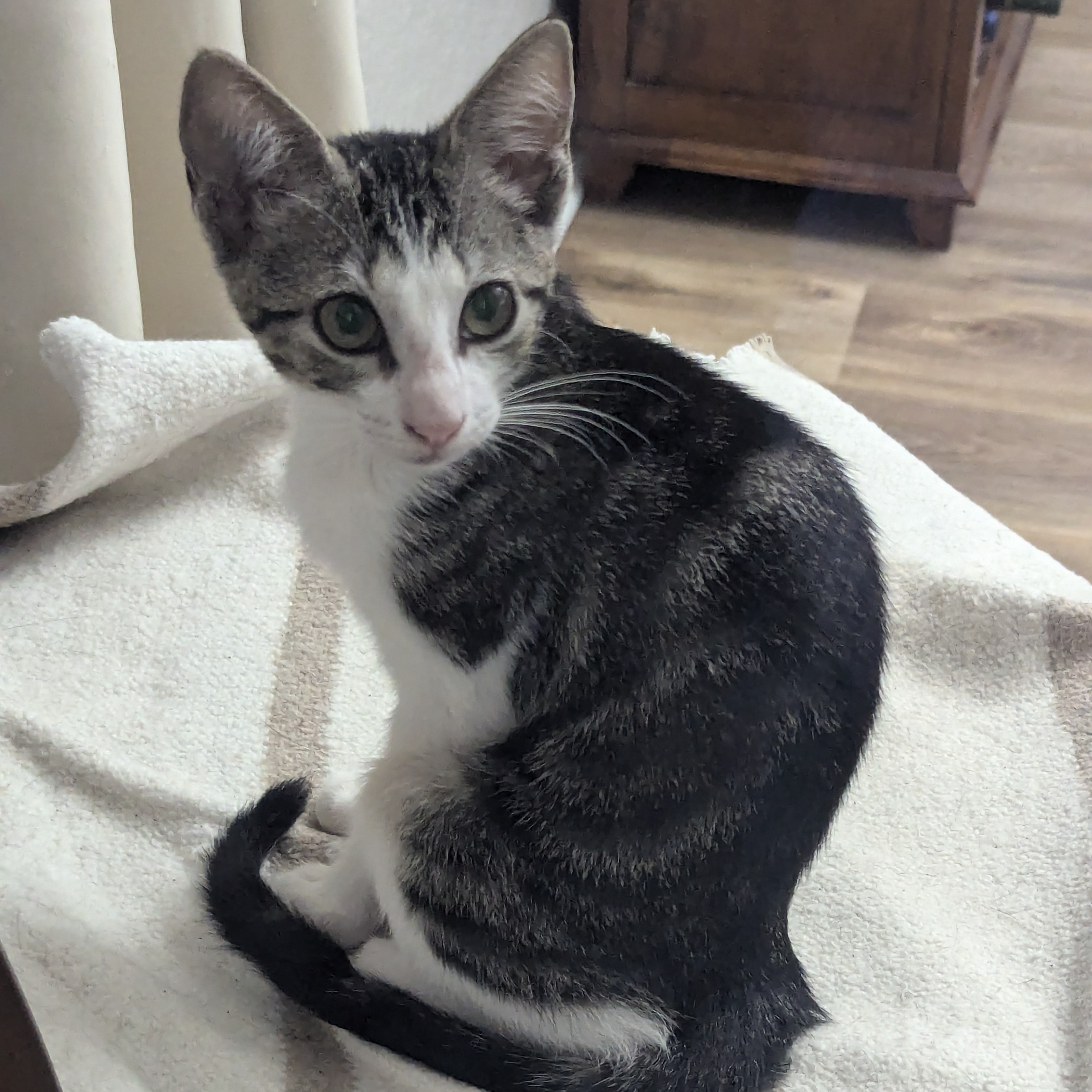 Miss Kitty Fantastico, a Adoptable Domestic Short Hair in Schertz, TX image 3/4