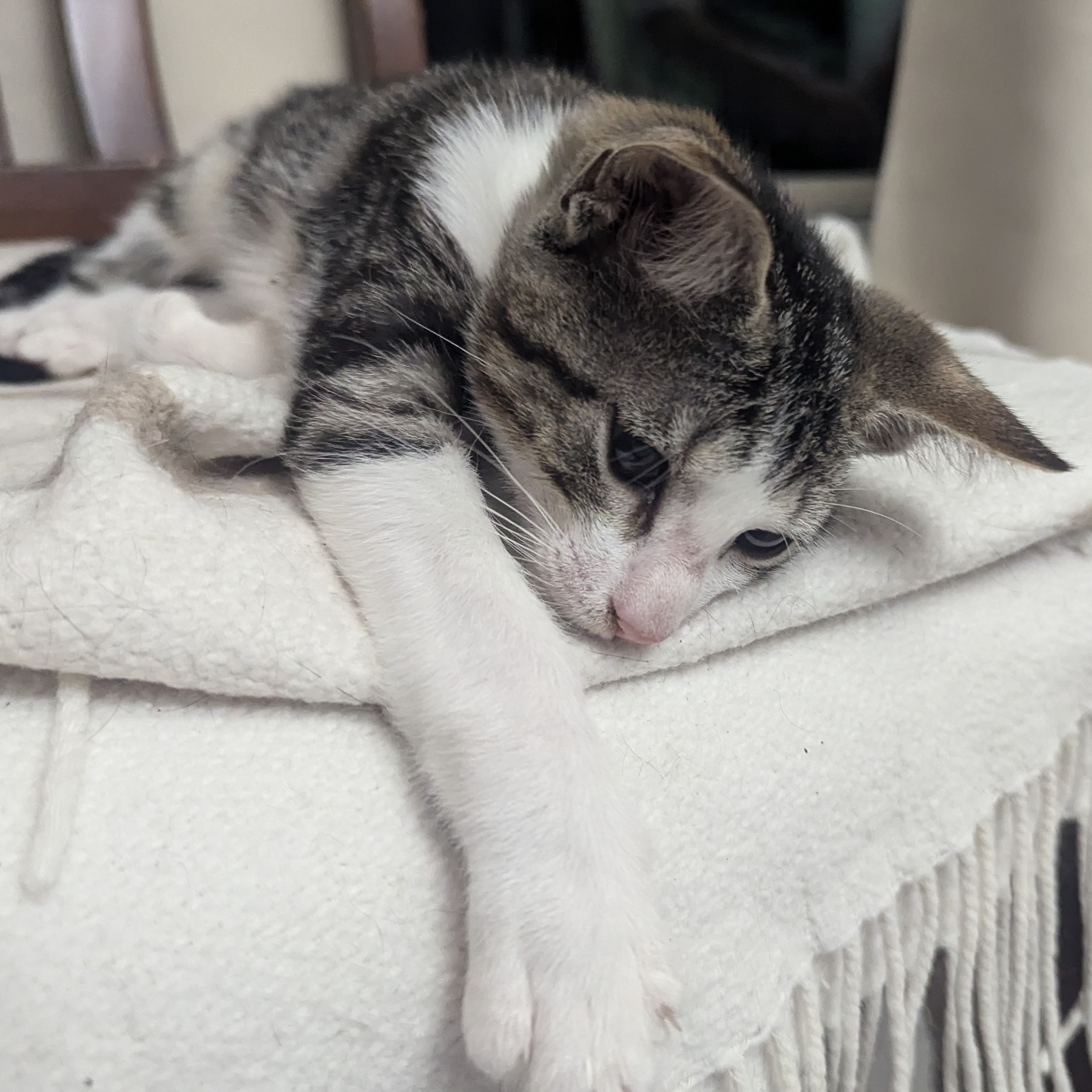 Miss Kitty Fantastico, a Adoptable Domestic Short Hair in Schertz, TX image 1/4