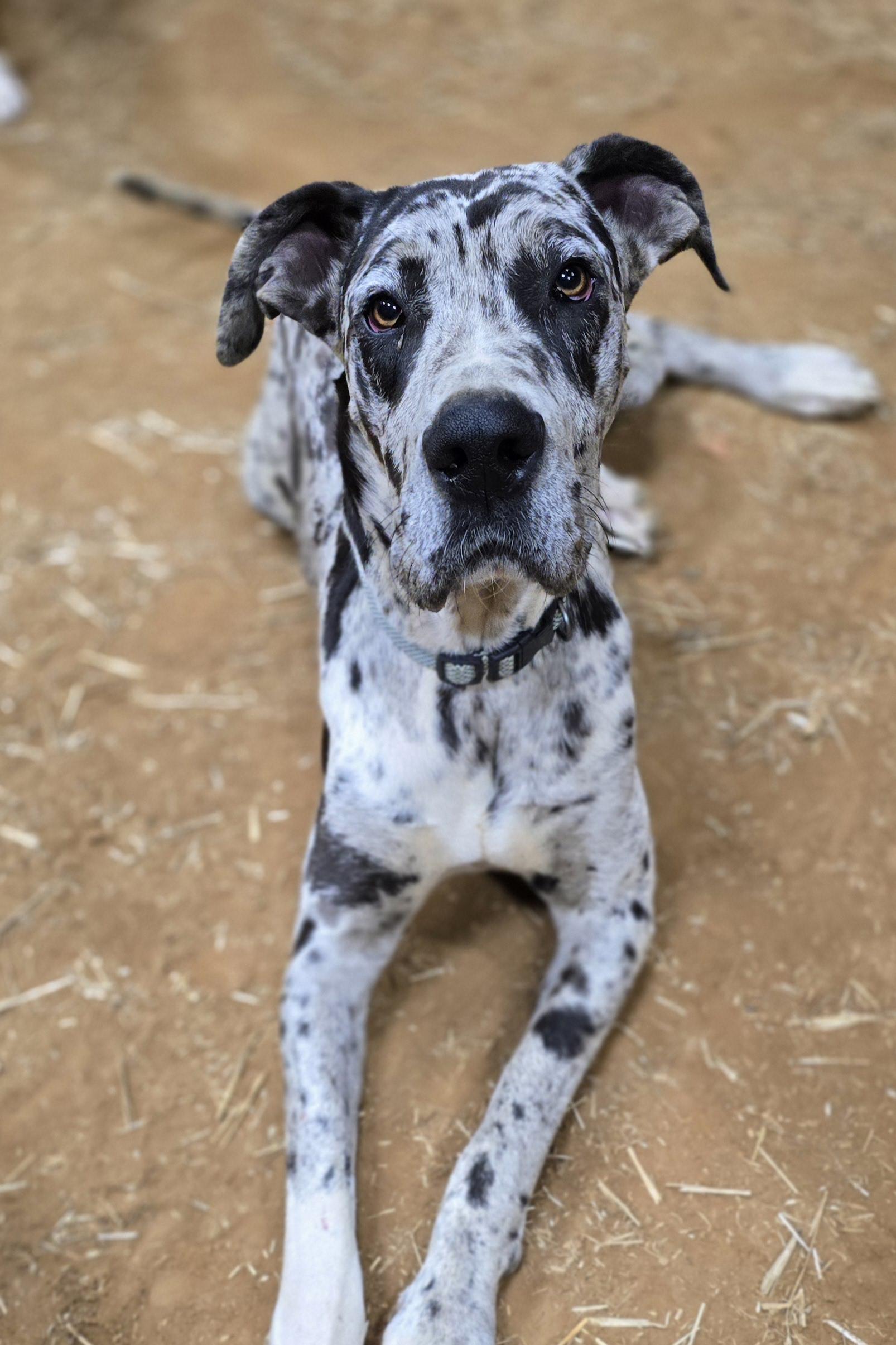 Oreo, Adopted, Adult Male Great Dane.