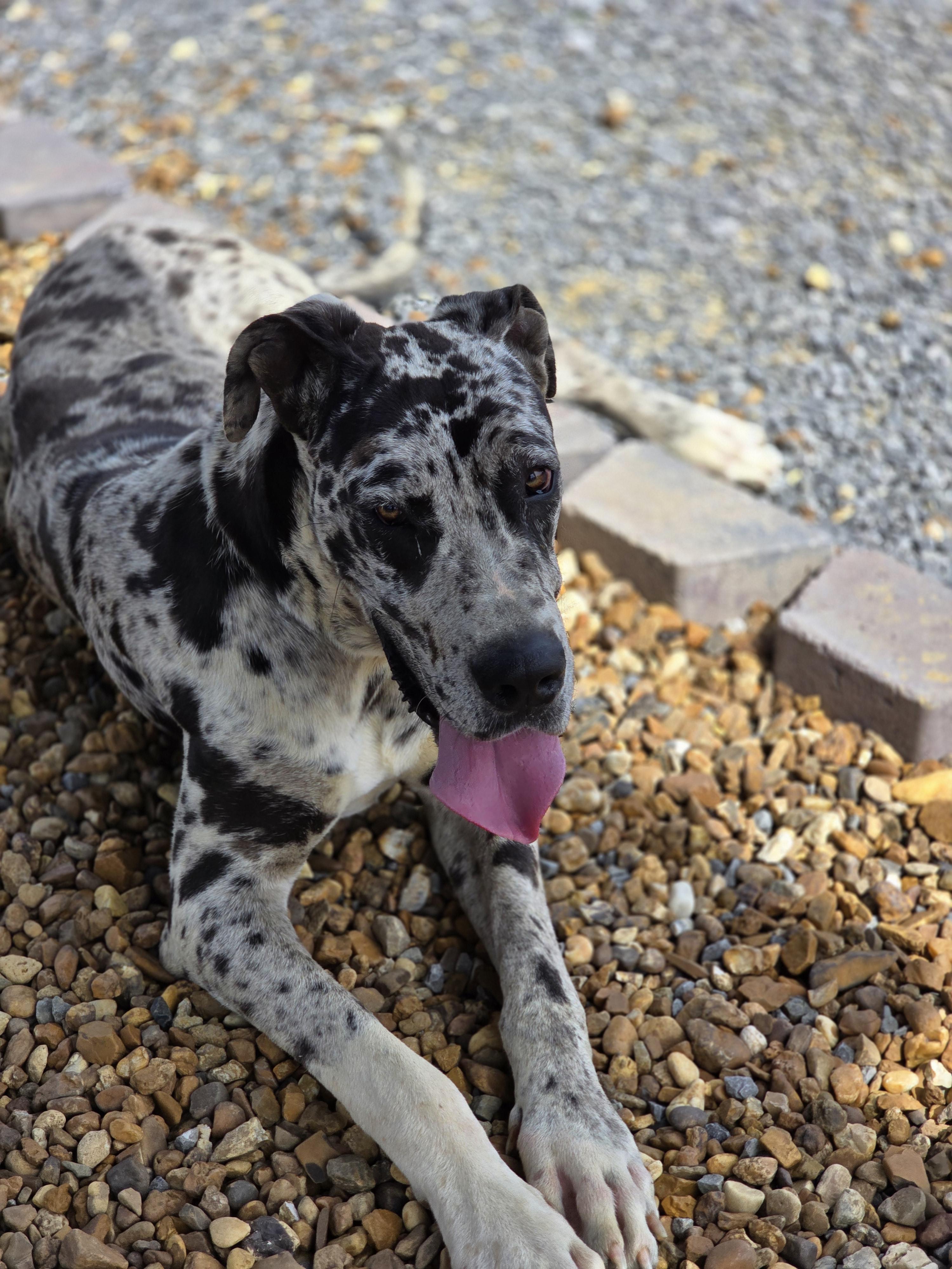 Enlarge Oreo, a Adopted Great Dane in Cullman, AL image 2/3