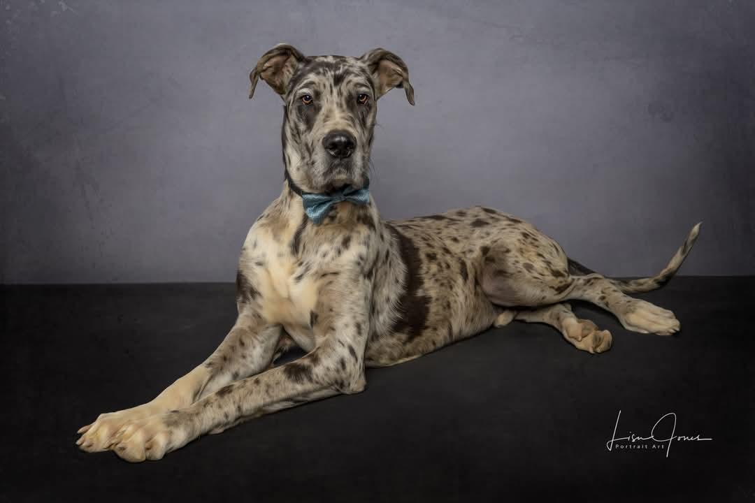 Enlarge Oreo, a Adopted Great Dane in Cullman, AL image 3/3
