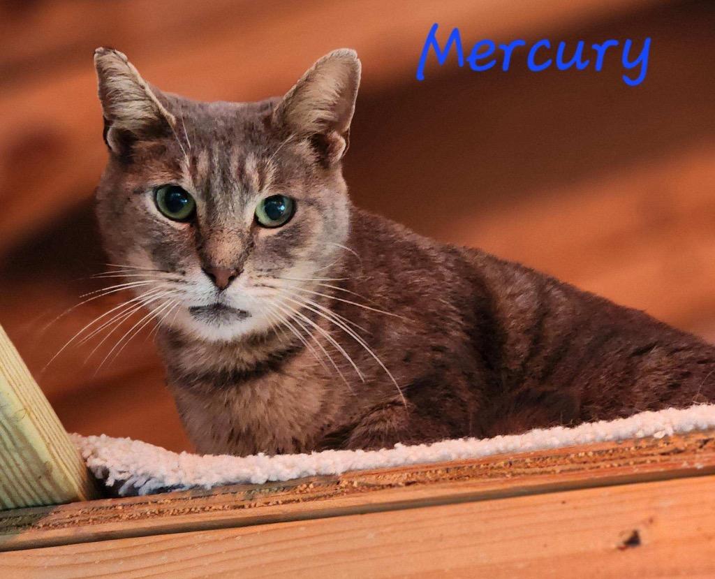 Mercury — thumbnail 2