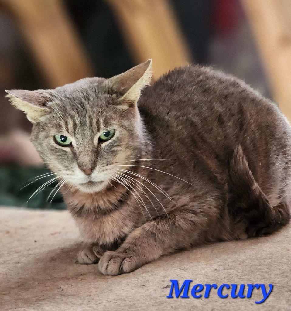 Enlarge Mercury, a Adoptable mixed breed in Cambridge, MD image 3/4
