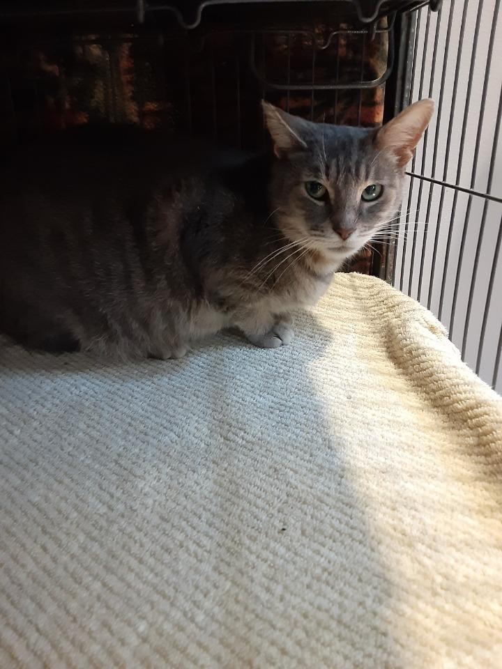 Enlarge Mercury, a Adoptable mixed breed in Cambridge, MD image 4/4