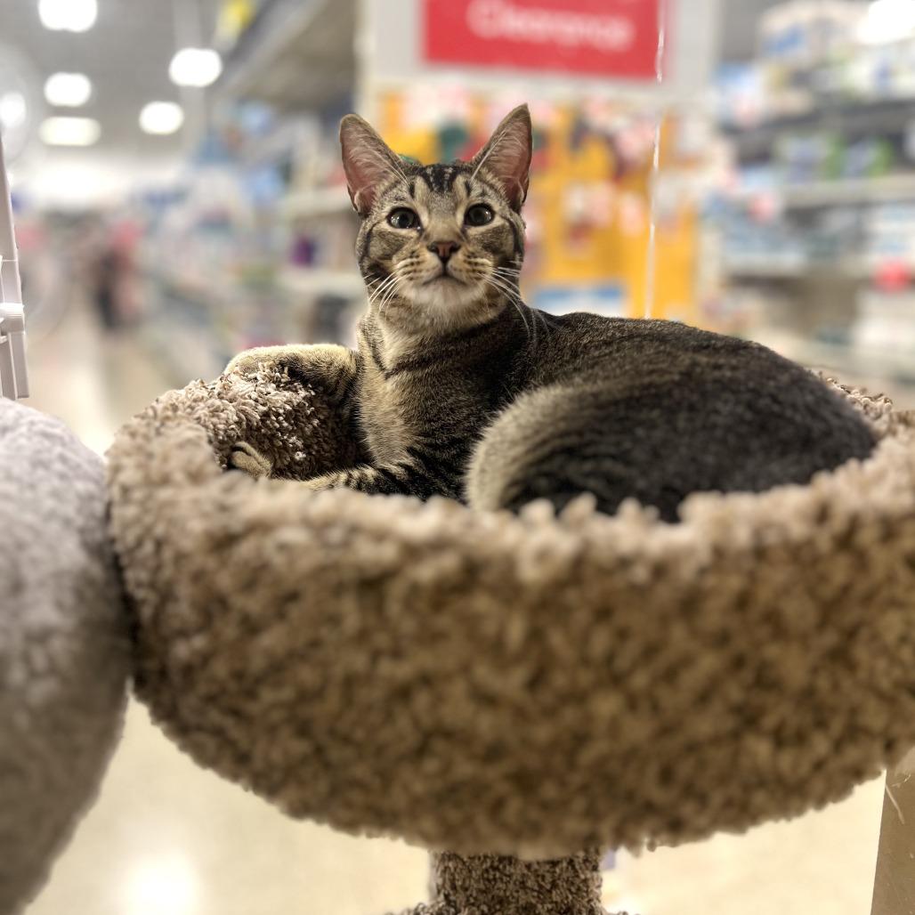 Phoenix, Adoptable, Young Male Domestic Short Hair.