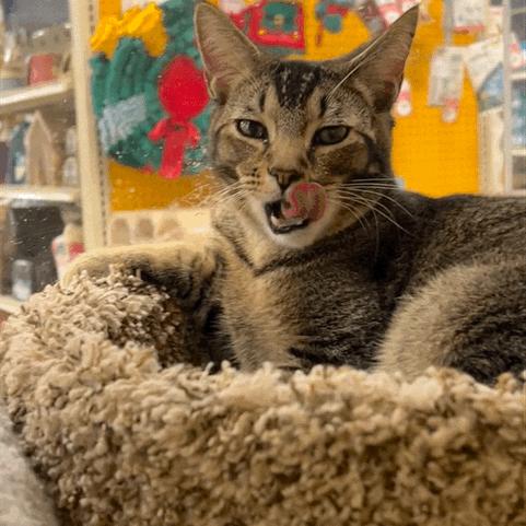 Phoenix, a Adoptable Domestic Short Hair in Fort Lauderdale, FL image 2/6