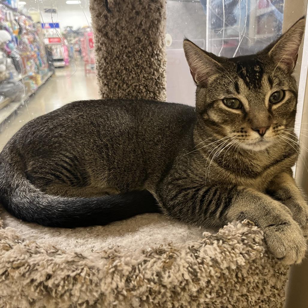 Phoenix, a Adoptable Domestic Short Hair in Fort Lauderdale, FL image 3/6