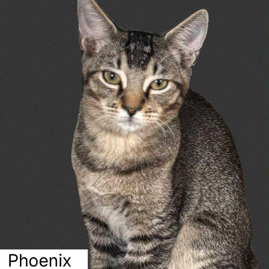 Phoenix, a Adoptable Domestic Short Hair in Fort Lauderdale, FL image 4/6