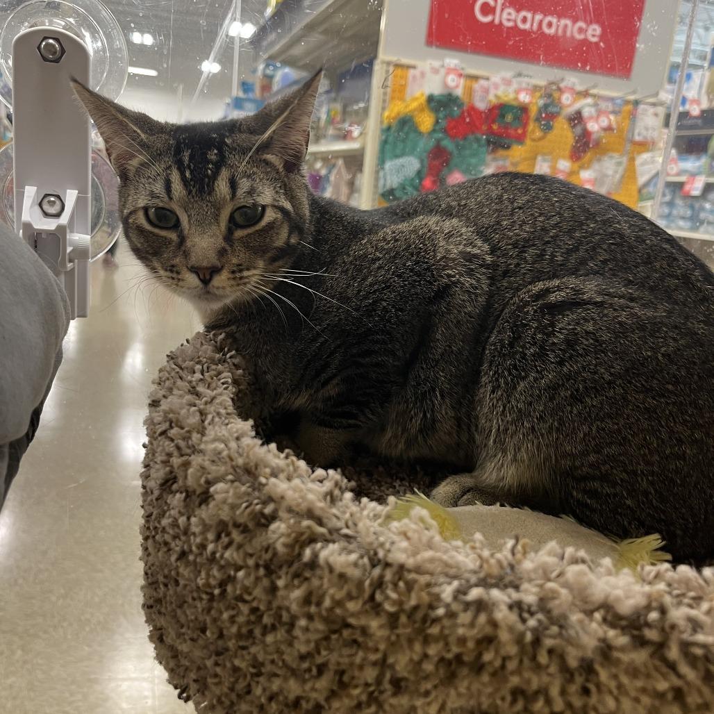 Phoenix, a Adoptable Domestic Short Hair in Fort Lauderdale, FL image 5/6