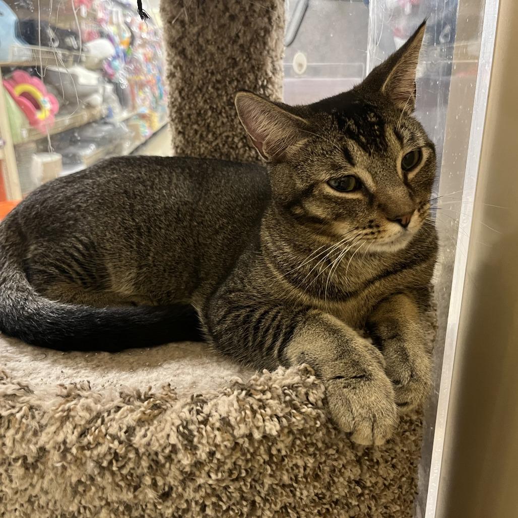 Phoenix, a Adoptable Domestic Short Hair in Fort Lauderdale, FL image 6/6