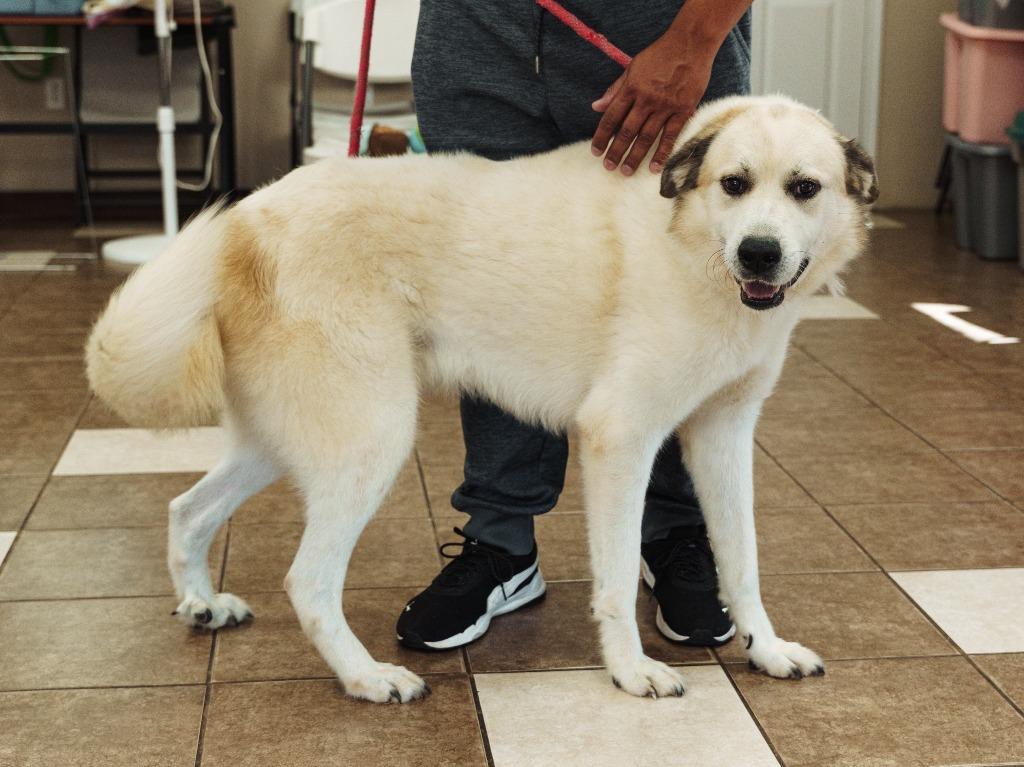 Brady, Adoptable, Adult Male Great Pyrenees.